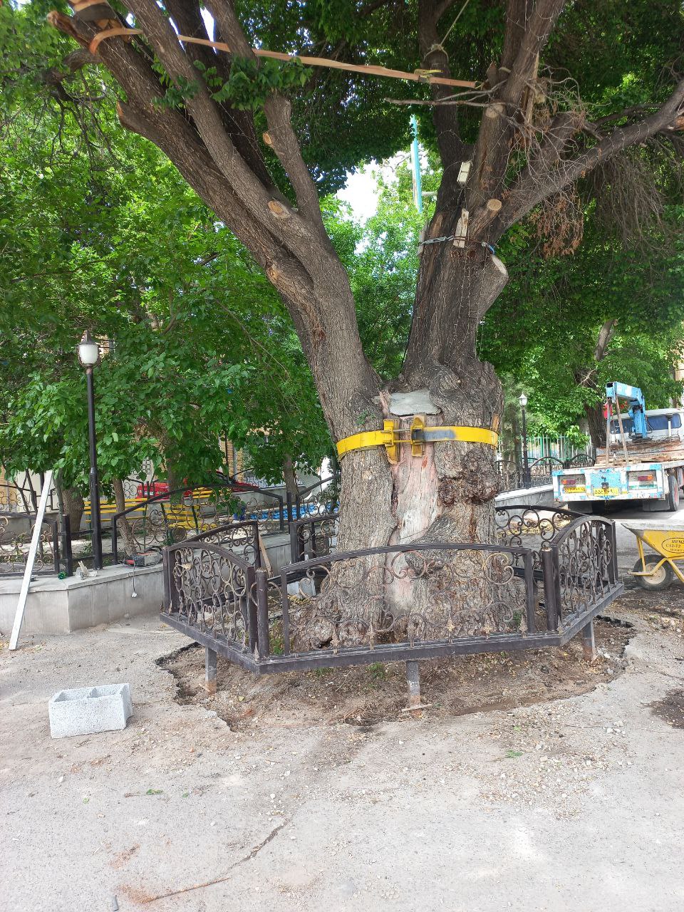 نرده کشی دور درخت تاریخی قره آغاج ​
