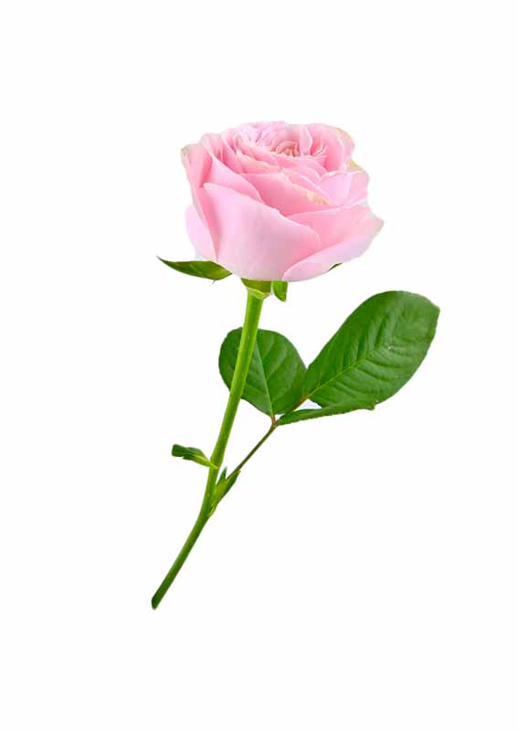 خانم نسرین شعربافی
